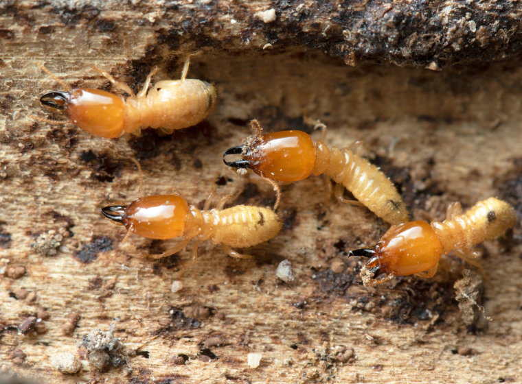 orange and yellow termite on a wood piece closeup